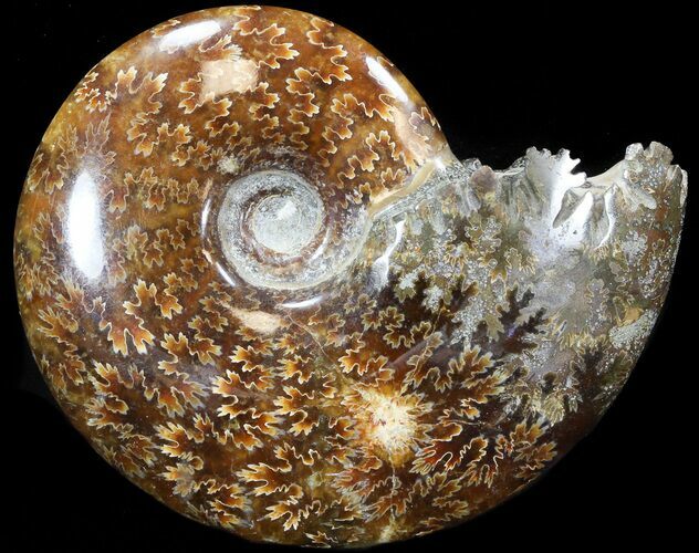 Cleoniceras Ammonite Fossil - Madagascar #44315